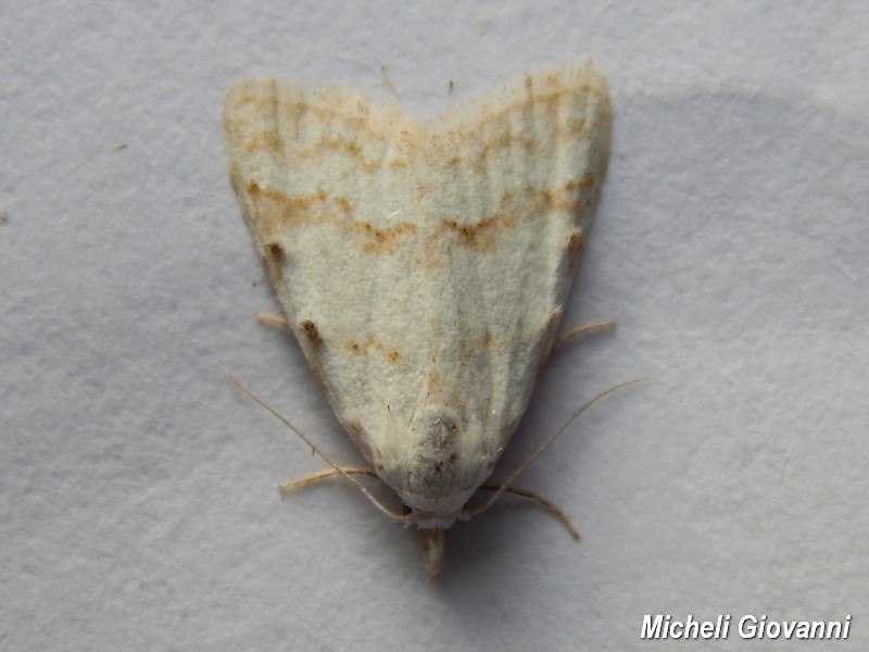 Nolidae: Nola aerugula